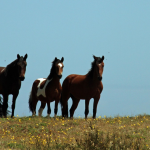 Caballos. Foto de contexto: Pixabay.