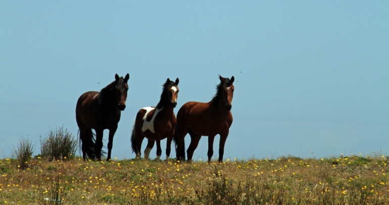 Caballos. Foto de contexto: Pixabay.