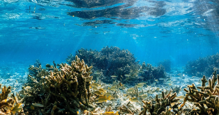 Flora oceánica. Foto: Pixabay.