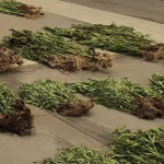 El cultivo ilegal funcionaba con sistema de riego artesanal. Foto: Carabineros Ñuble.