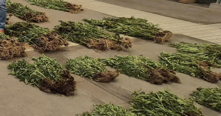 El cultivo ilegal funcionaba con sistema de riego artesanal. Foto: Carabineros Ñuble.