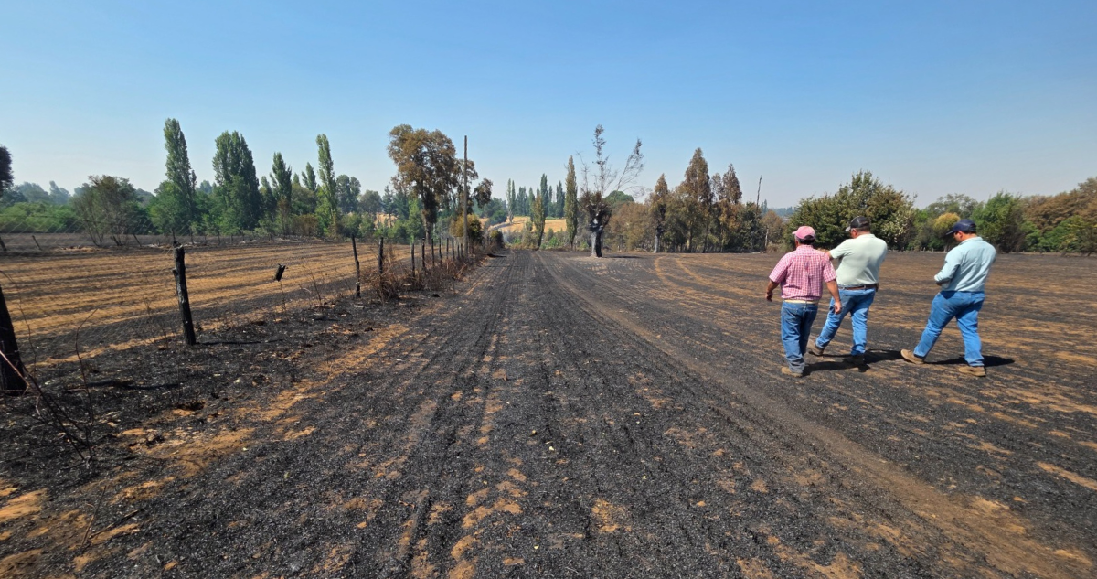El agro de Ñuble dañado por incendios: sólo en El Carmen se han quemado 120 toneladas de cereales