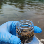 Foto: INIA Quilamapu.