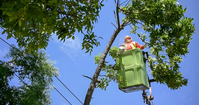 Durante este año ya van 5 árboles retirados. Foto: municipio.