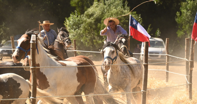 Trilla a yegua suelta en Santa Clara, Bulnes. Foto: Municipio.