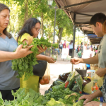 La feria se instala en la plaza de Chillán Viejo. Foto: Municipio.