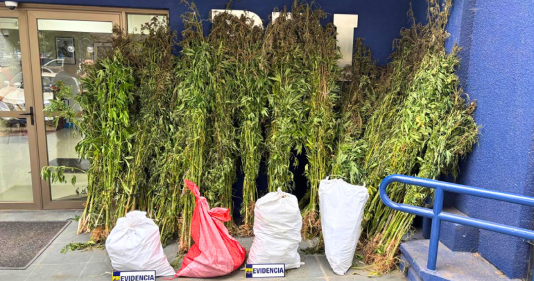Evidencia de lo incautado. Foto: PDI Ñuble.