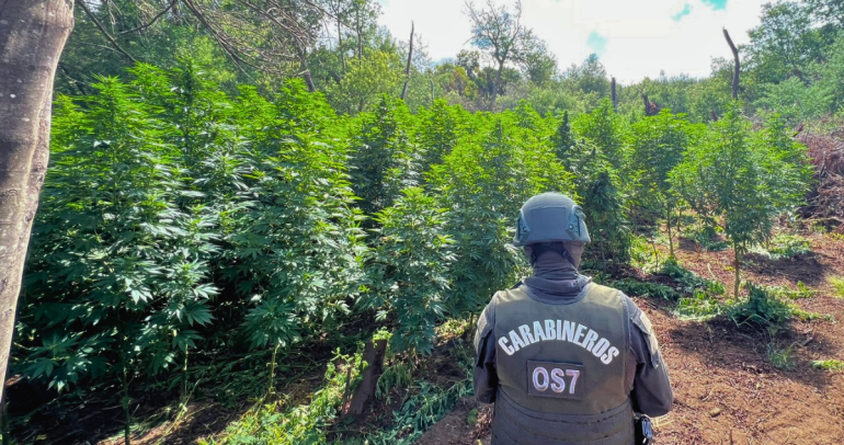 Así se veían las plantaciones. Foto: Carabineros Ñuble.