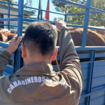 Camión incautado. Foto: Carabineros Ñuble