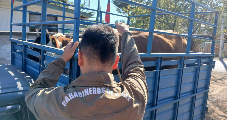 Camión incautado. Foto: Carabineros Ñuble