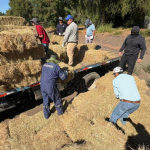 Distribución de los fardos. Foto: Seremi de Agricultura