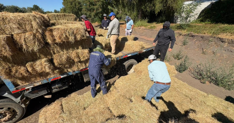 Distribución de los fardos. Foto: Seremi de Agricultura