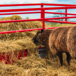 Animal consumiendo forraje. Foto: Pixabay