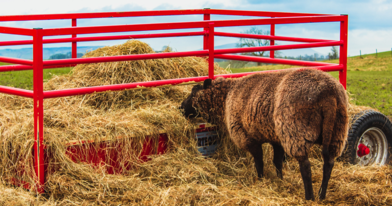 Animal consumiendo forraje. Foto: Pixabay