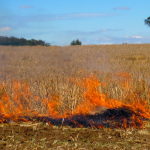 Quema agrícola. Foto: CONAF Ñuble