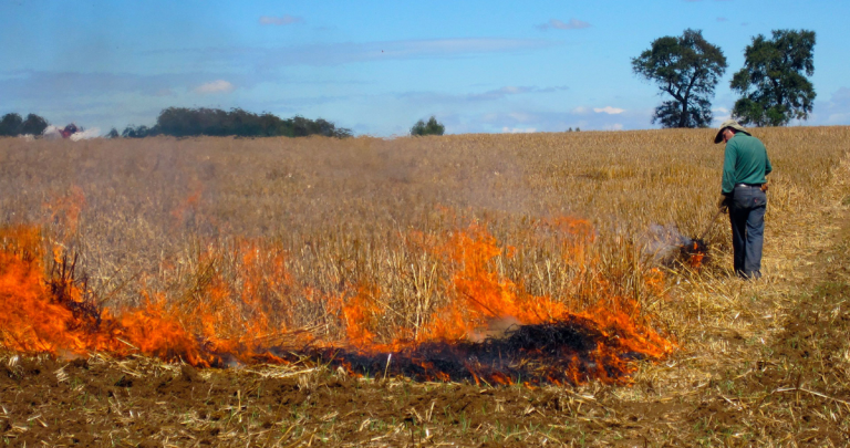 Quema agrícola. Foto: CONAF Ñuble
