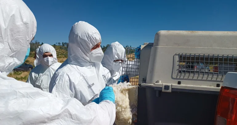 Personal del SAG separando animales infectados. Foto: CONAF Ñuble