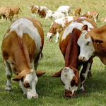 Bovinos. Foto referencial: Pixabay