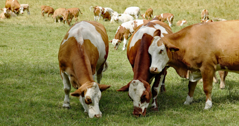 Bovinos. Foto referencial: Pixabay