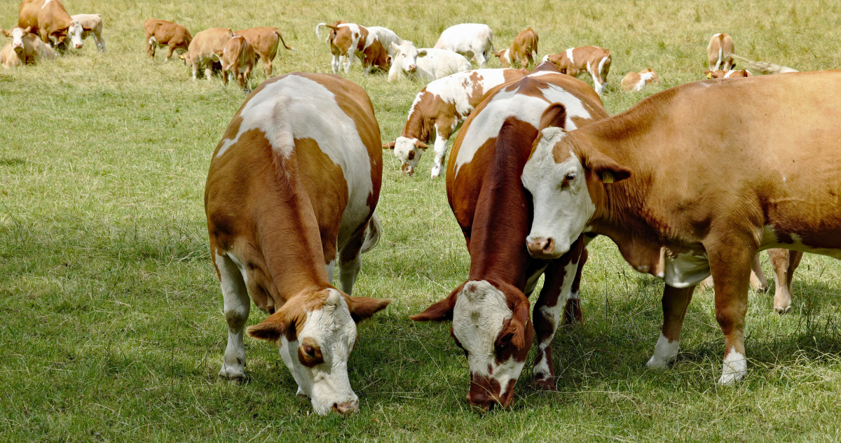 Brucelosis bovina: Aumentan vigilancia sanitaria en Ñuble ante enfermedad que causa abortos en ganado