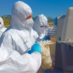 El animal fue sacrificado para reducir los focos virales. Foto: SAG Ñuble