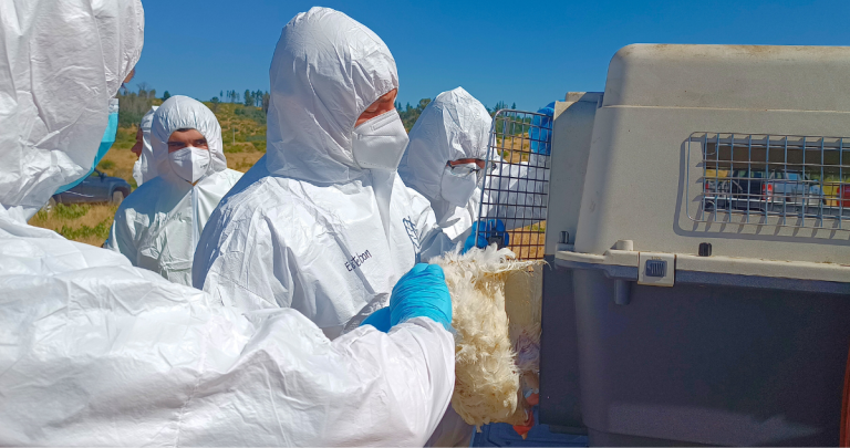 El animal fue sacrificado para reducir los focos virales. Foto: SAG Ñuble