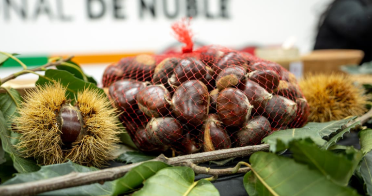 Castañas. Foto: Municipalidad de El Carmen