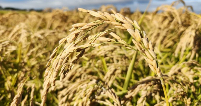 Arroz Jaspe FL INIA. Foto: INIA Quilamapu