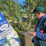 Fiscalización de uva vinífera. Foto: SAG Ñuble