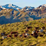 Chivos. Foto: Ministerio de Economía.