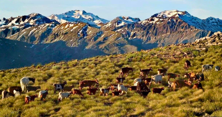 Chivos. Foto: Ministerio de Economía.