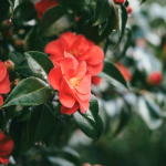 Flor de camelia. Fotografía referencial: Unsplash.