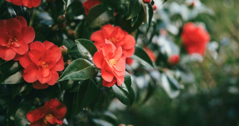 Flor de camelia. Fotografía referencial: Unsplash.