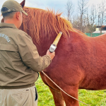 Carabinero inspeccionando al equino. Foto: Carabineros Ñuble