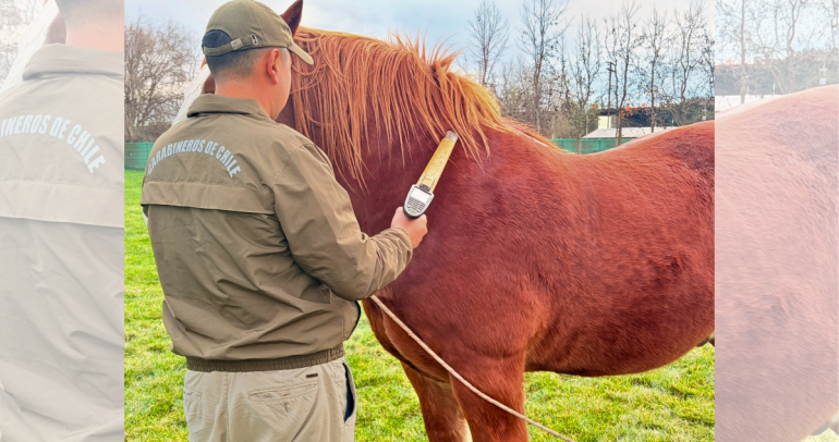 Carabinero inspeccionando al equino. Foto: Carabineros Ñuble