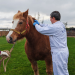 SAG tomando muestras de los caballos. Foto: Seremi de Agricultura