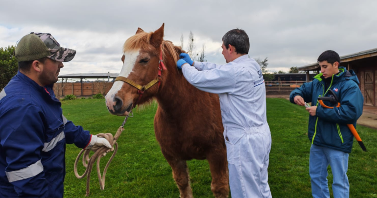 SAG tomando muestras de los caballos. Foto: Seremi de Agricultura