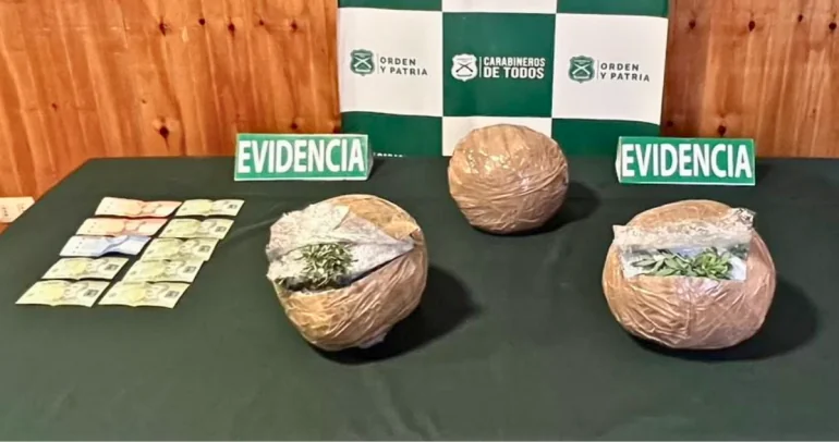 Detectan en Ñuble más de 7 mil dosis de marihuana ocultas entre romero y ruda en bus interprovincial
