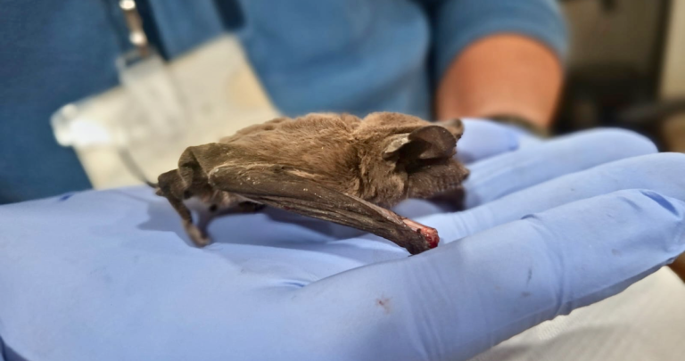 Qué hacer si aparece un murciélago en una vivienda: Salud explica el protocolo en Ñuble