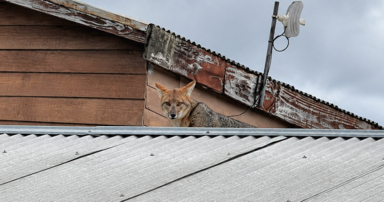 Zorro culpeo en Ñipas activó código rojo del SAG tras ser avistado en techos y patios