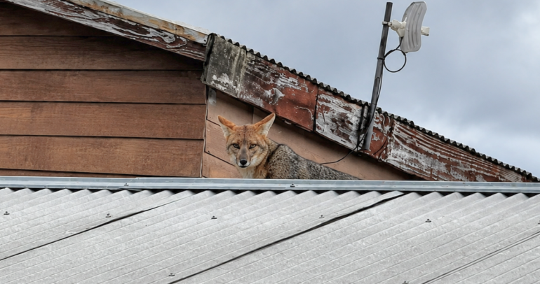 Zorro culpeo en Ñipas activó código rojo del SAG tras ser avistado en techos y patios
