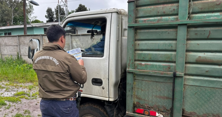 Detienen en feria de Bulnes a comerciante que trasladaba 6 caballos sin acreditar su procedencia