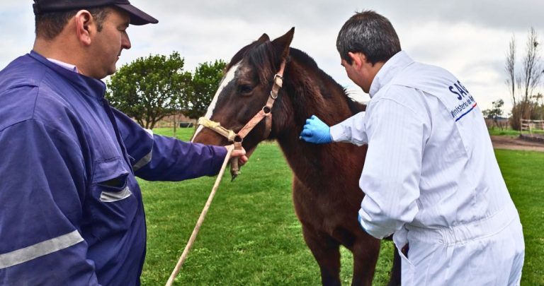 Se acaban las cuarentenas por anemia infecciosa equina en Ñuble: emergencia dejó 17 casos detectados